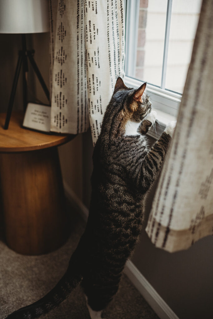 Baltimore photographers capture cat looking outside window